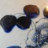 DSCN0489