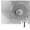 salanGlazeInternal